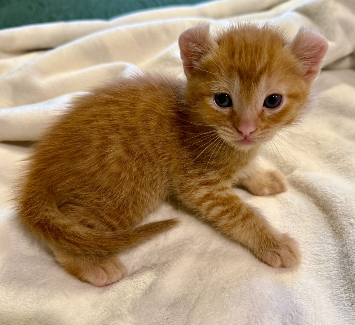 hot toddy - 1925 Hot Toddy