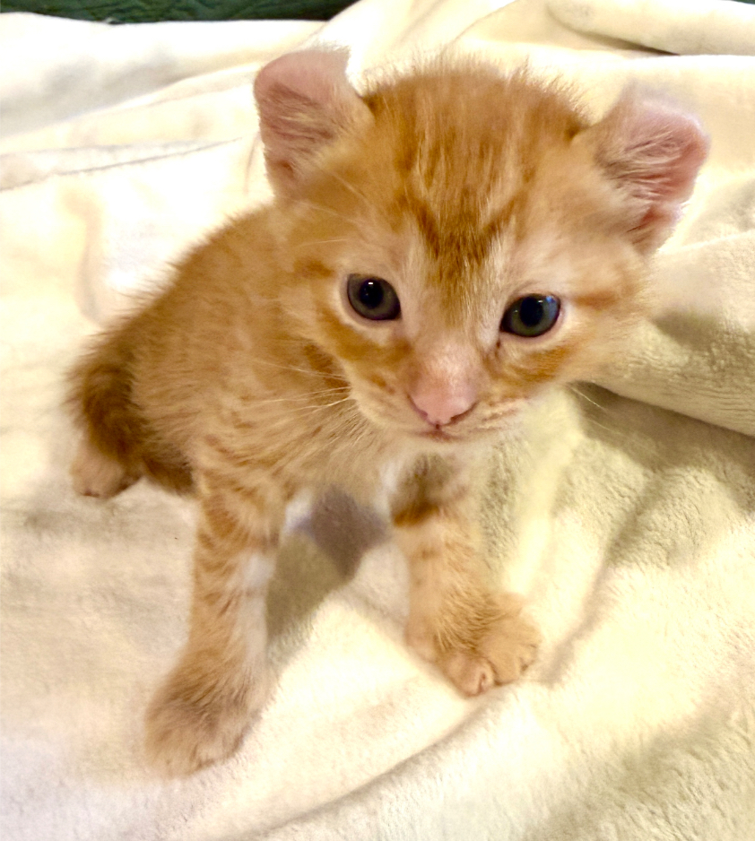 hot toddy - 1926 Hot Toddy