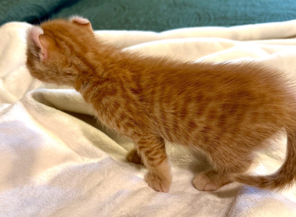 hot toddy - 1928 Hot Toddy