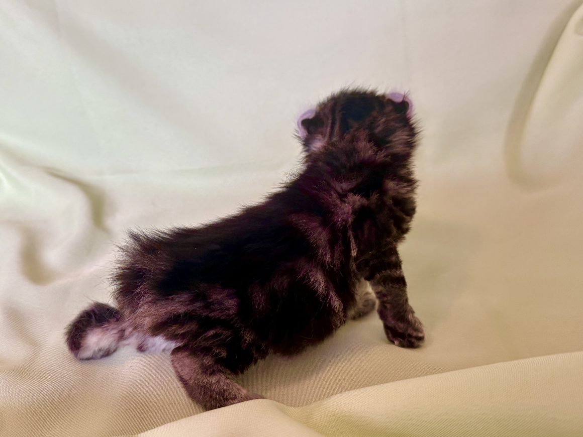 Shira Star – Reserved