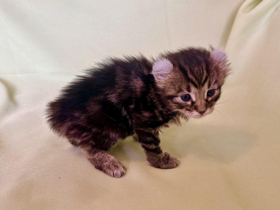 Shira Star – Reserved