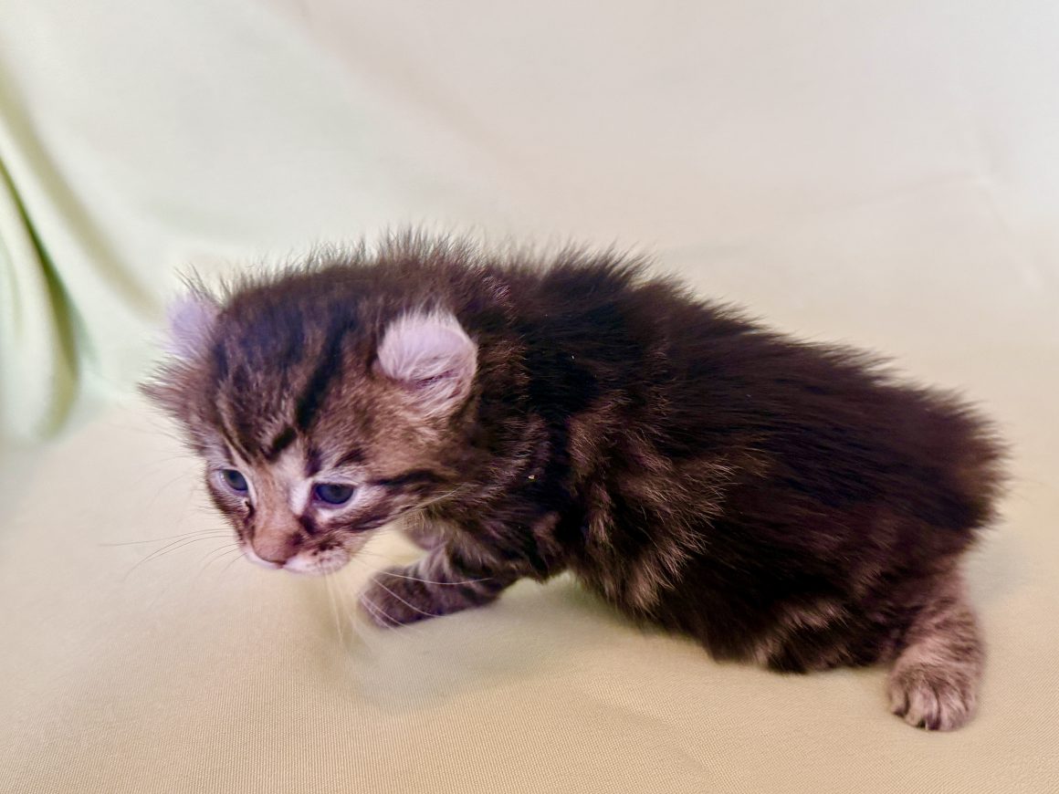 Shira Star – Reserved